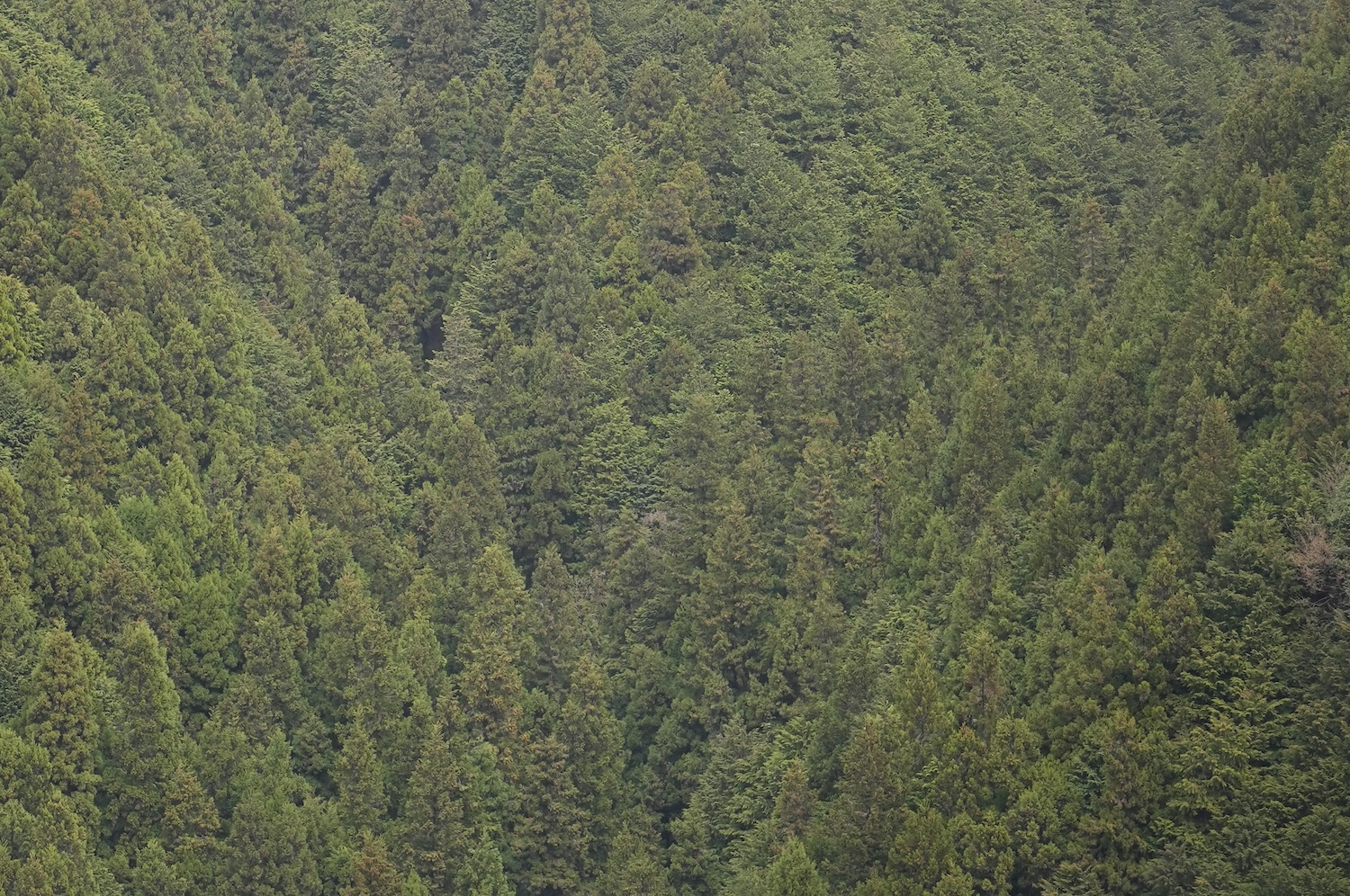 世界有数の森林国日本の林業が抱えている課題とは | mark